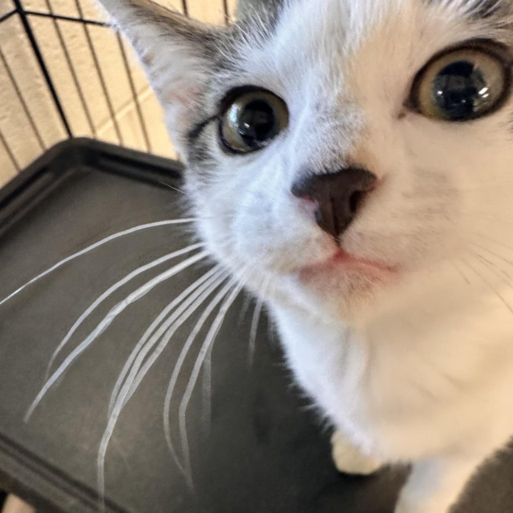 Enlarge Hearme, a Adoptable Domestic Short Hair in Rocky Mount, VA image 2/2