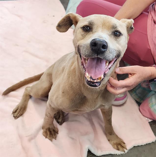 Enlarge KEISHA, a Adoptable Pit Bull Terrier in Brunswick, GA image 1/1