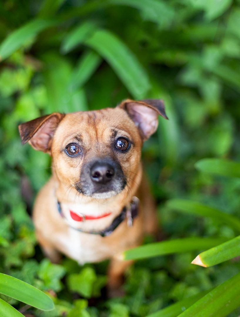 Gustavo, Adopted, Adult Male Chihuahua.