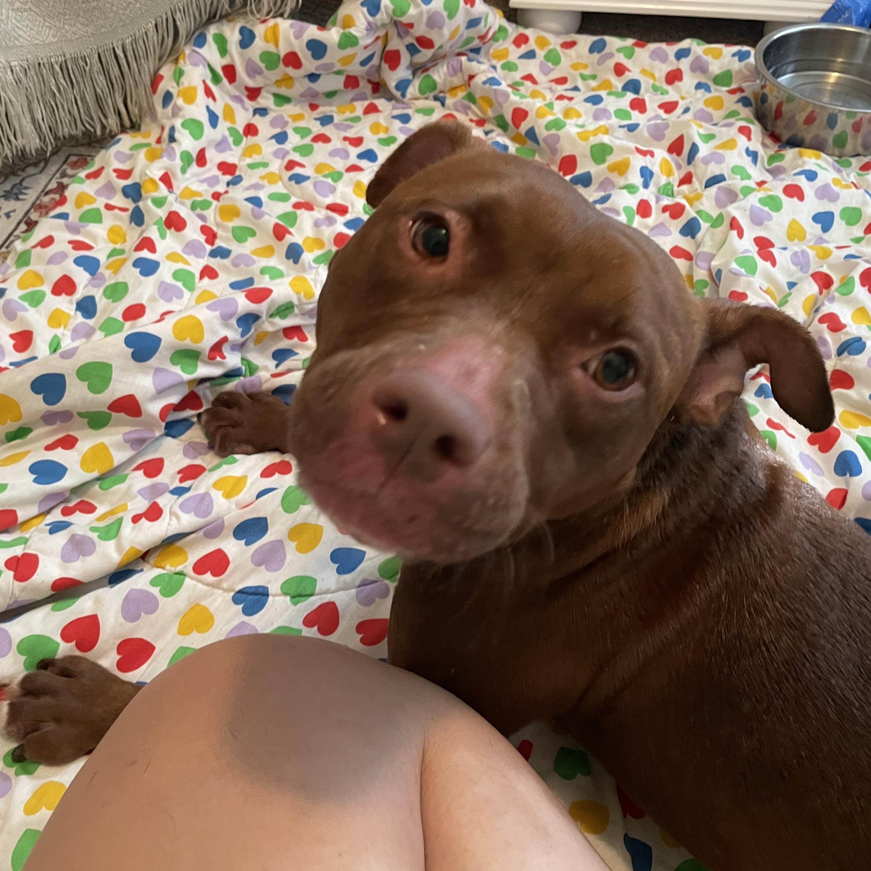 Enlarge Zoe, a Adopted mixed breed in palm bay, FL image 1/4