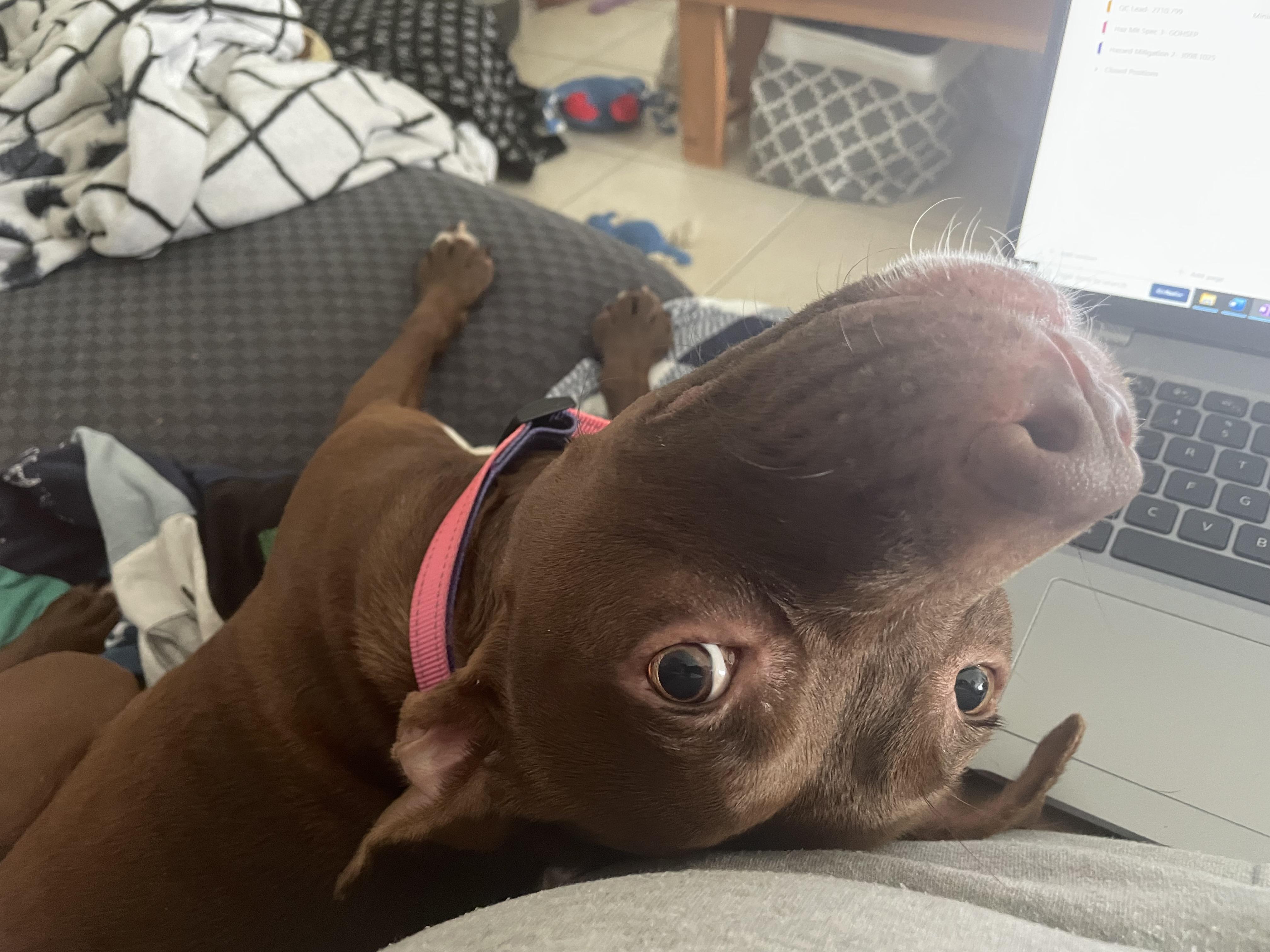 Enlarge Zoe, a Adopted mixed breed in palm bay, FL image 3/4