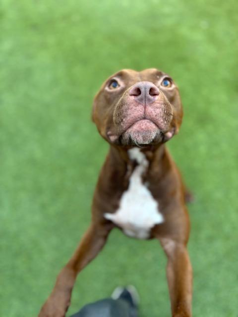 Enlarge Zoe, a Adopted mixed breed in palm bay, FL image 2/4