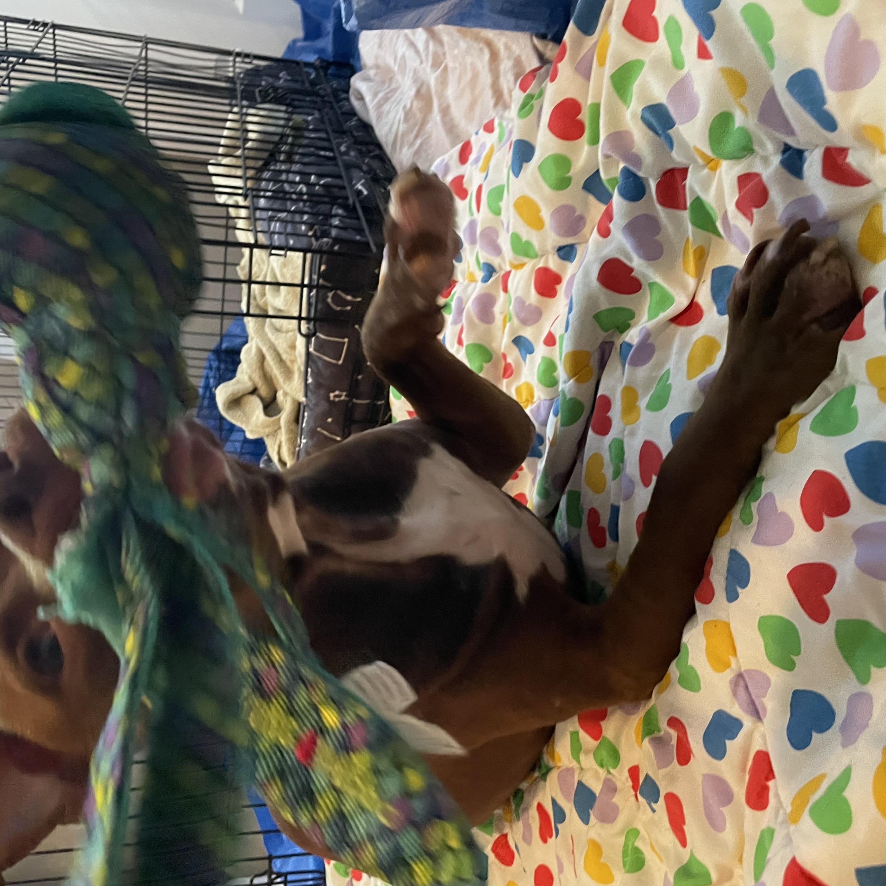 Enlarge Zoe, a Adopted mixed breed in palm bay, FL image 4/4