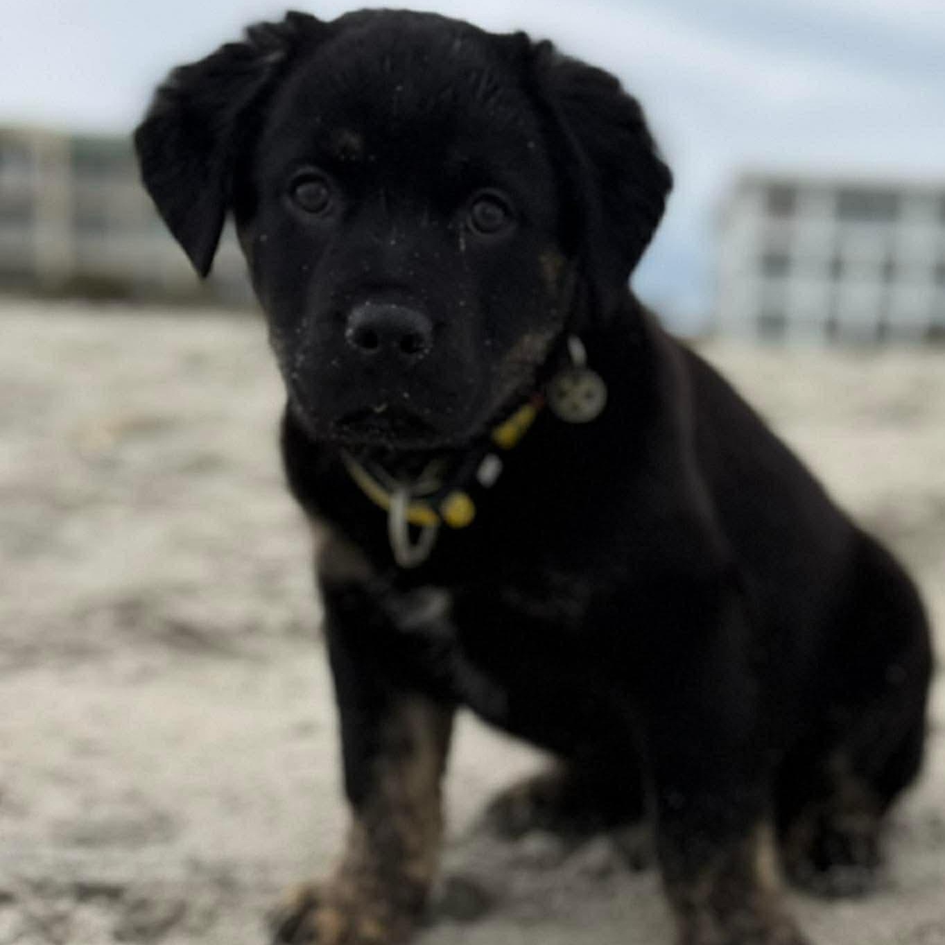 Cal, ADOPTABLE, Puppy Male Mixed Breed.