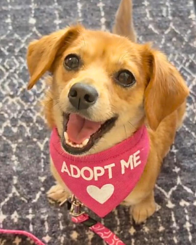 Bubblelicious, Adoptable, Young Female Dachshund & Chihuahua.