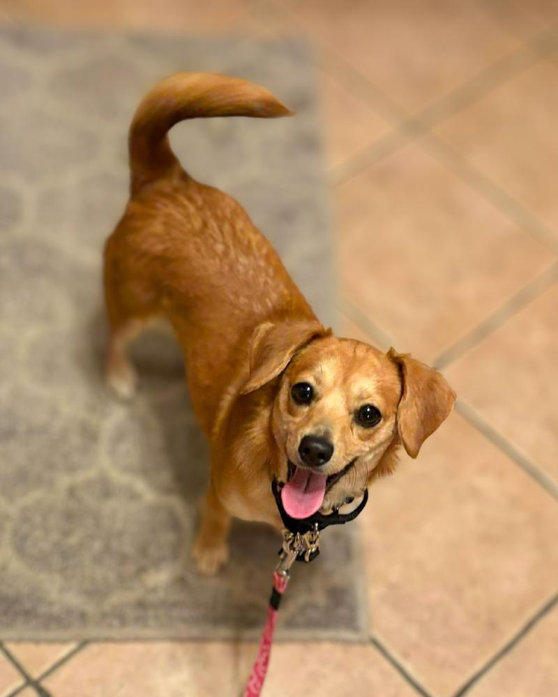 Enlarge Bubblelicious, a Adoptable mixed breed in Wayne, NJ image 2/6