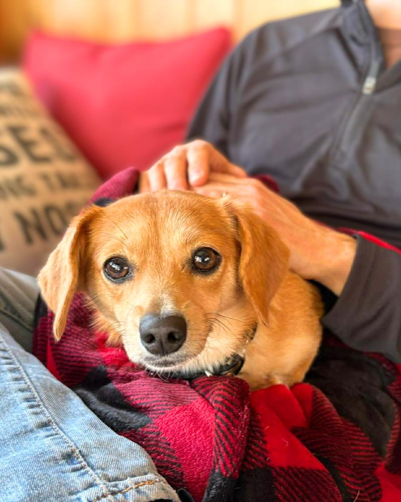 Enlarge Bubblelicious, a Adoptable mixed breed in Wayne, NJ image 3/6