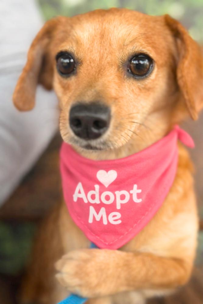 Enlarge Bubblelicious, a Adoptable mixed breed in Wayne, NJ image 4/6