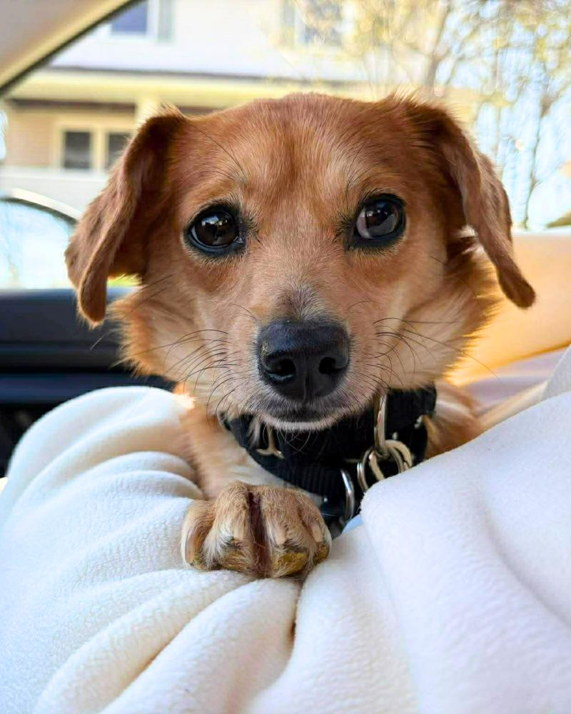 Enlarge Bubblelicious, a Adoptable mixed breed in Wayne, NJ image 5/6