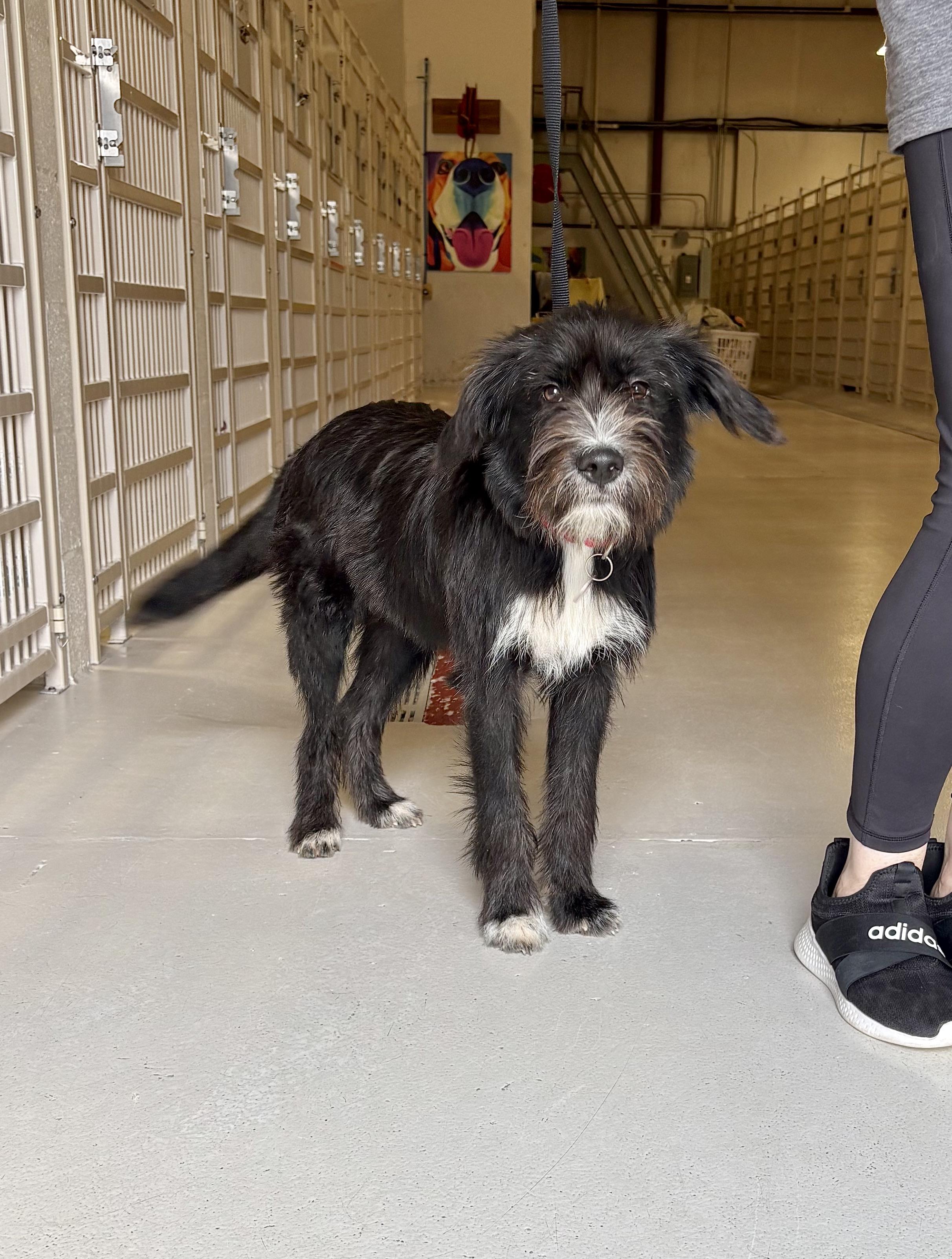 Johnny arriving 7/29!, an adoptable Schnoodle in Chicago, IL, 60660 | Photo Image 1