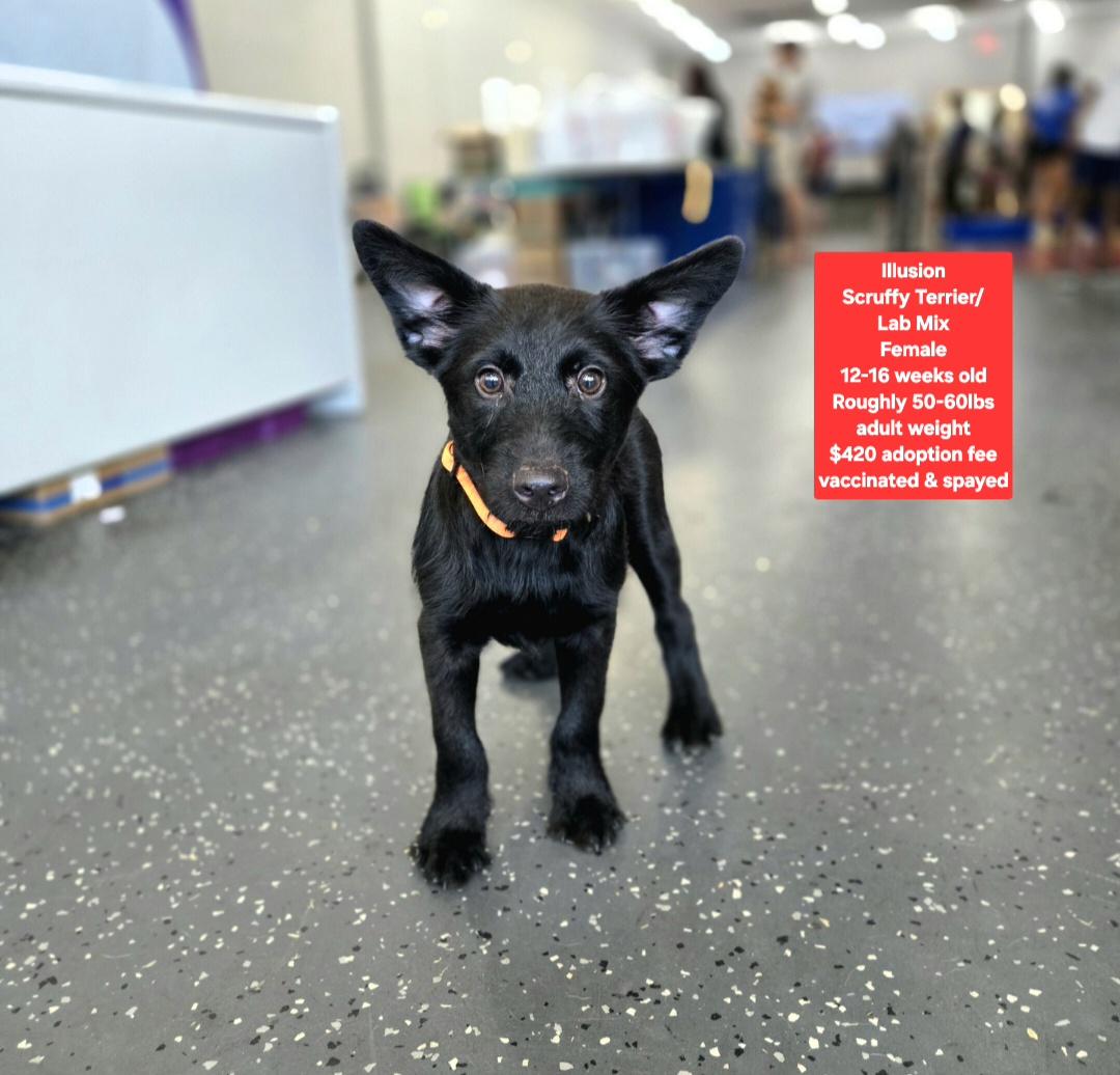 Illusion, adopted, Puppy Female Scottish Terrier & Labrador Retriever.