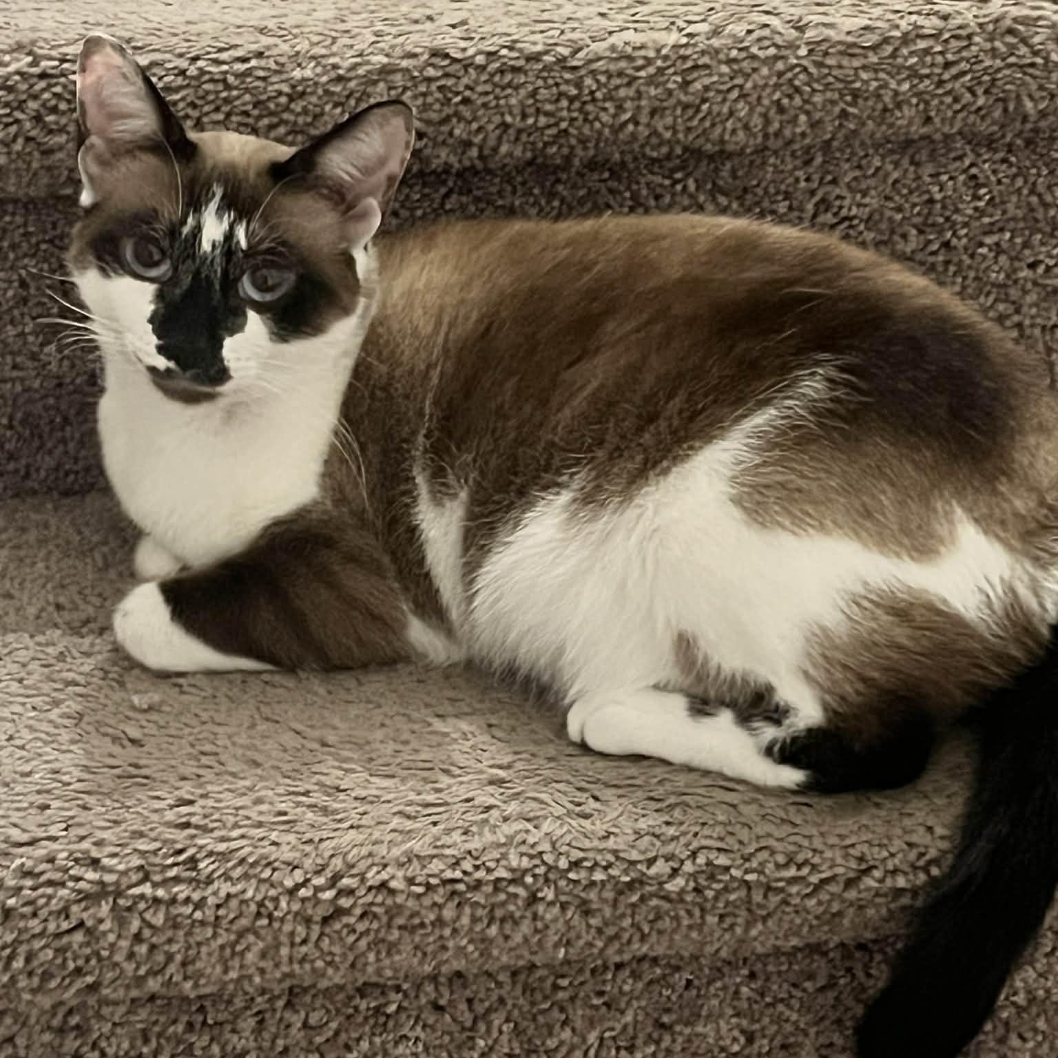 Snow & Zelda, Adoptable, Young Female Russian Blue.