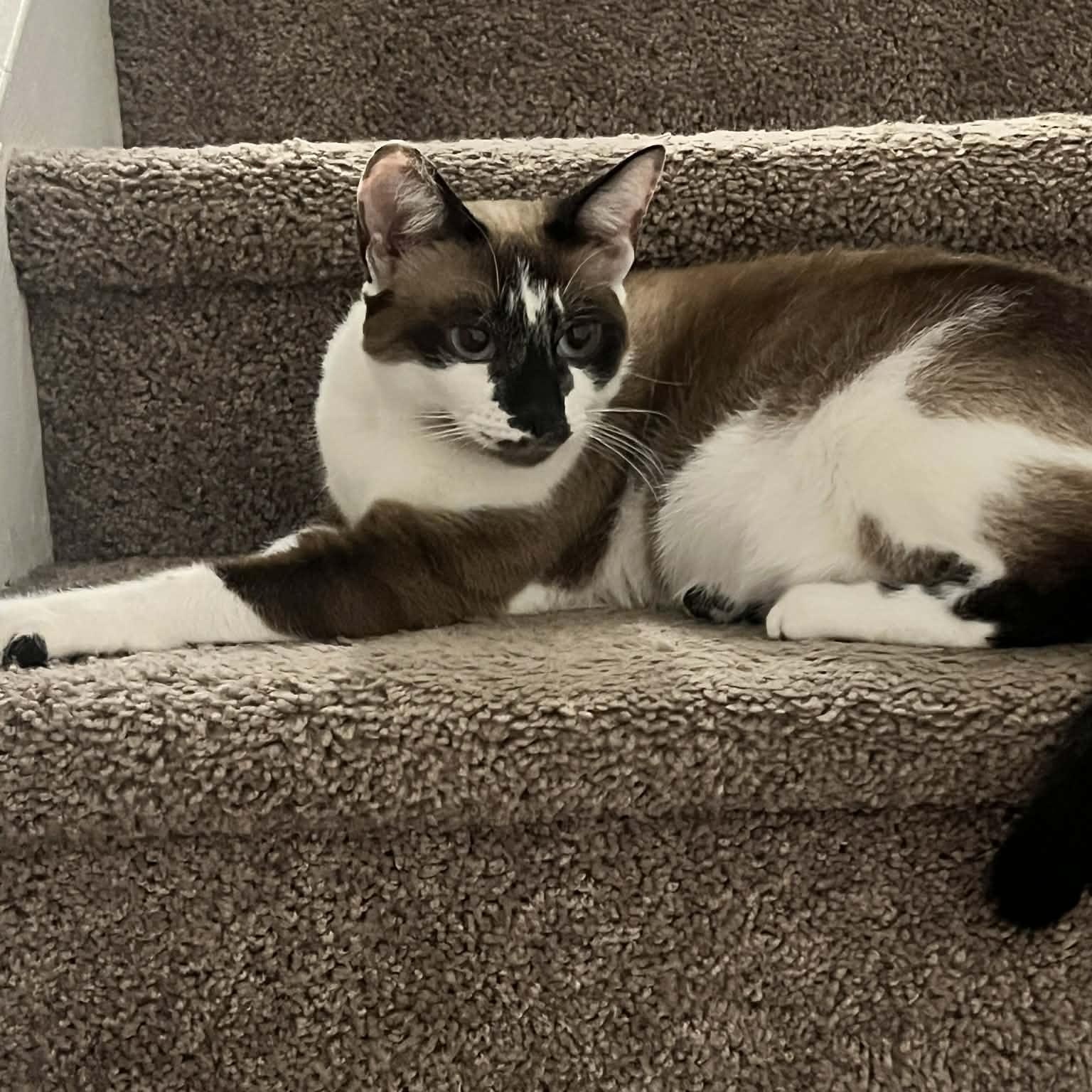 Enlarge Snow & Zelda, a Adoptable Russian Blue in Boston, MA image 2/5