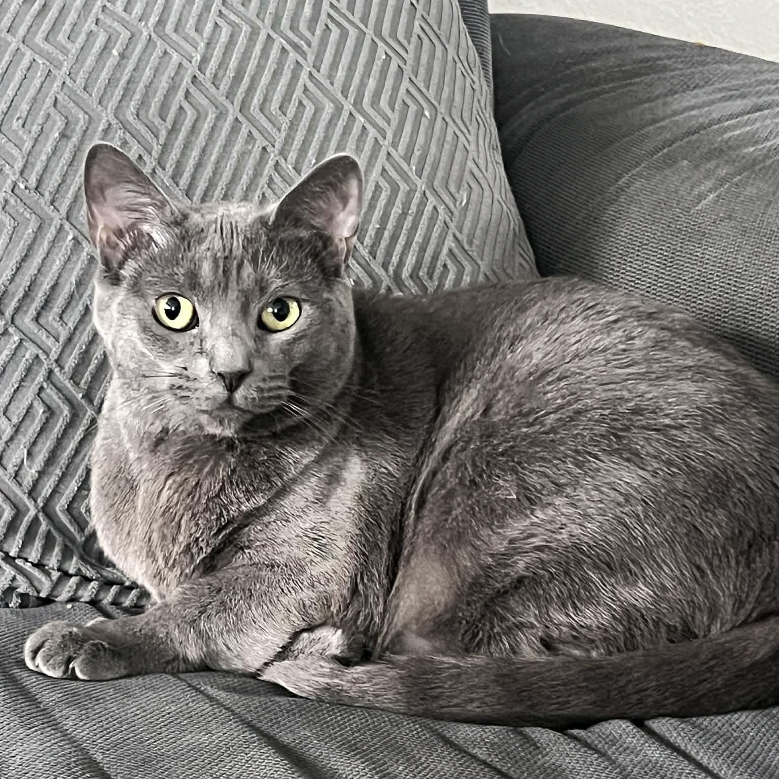 Enlarge Snow & Zelda, a Adoptable Russian Blue in Boston, MA image 3/5