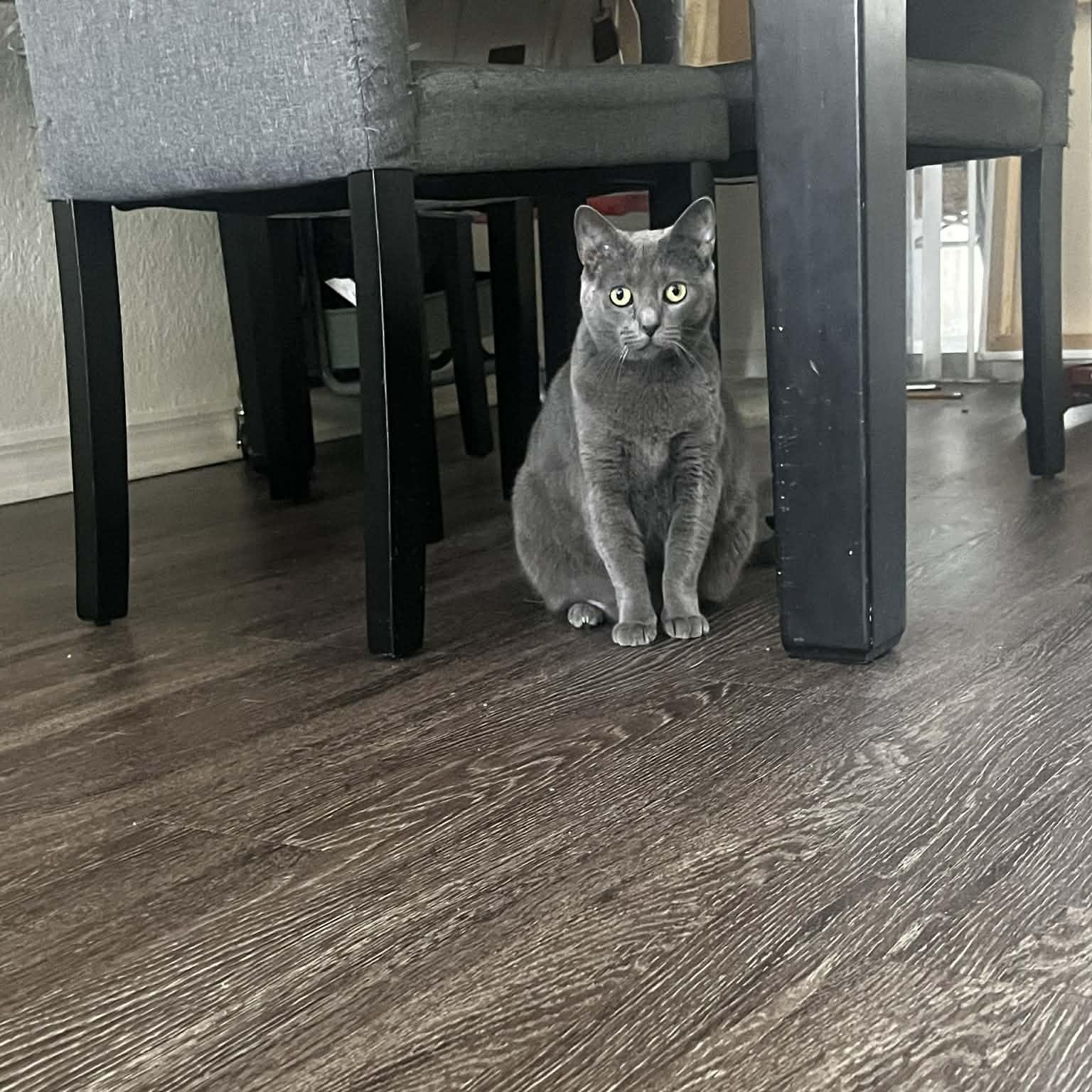 Enlarge Snow & Zelda, a Adoptable Russian Blue in Boston, MA image 4/5