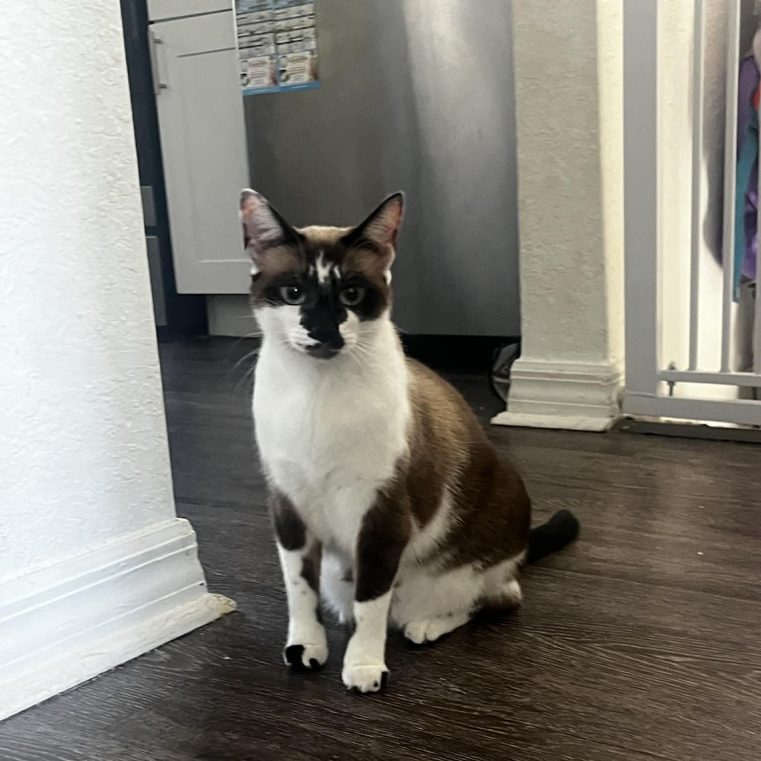 Enlarge Snow & Zelda, a Adoptable Russian Blue in Boston, MA image 5/5