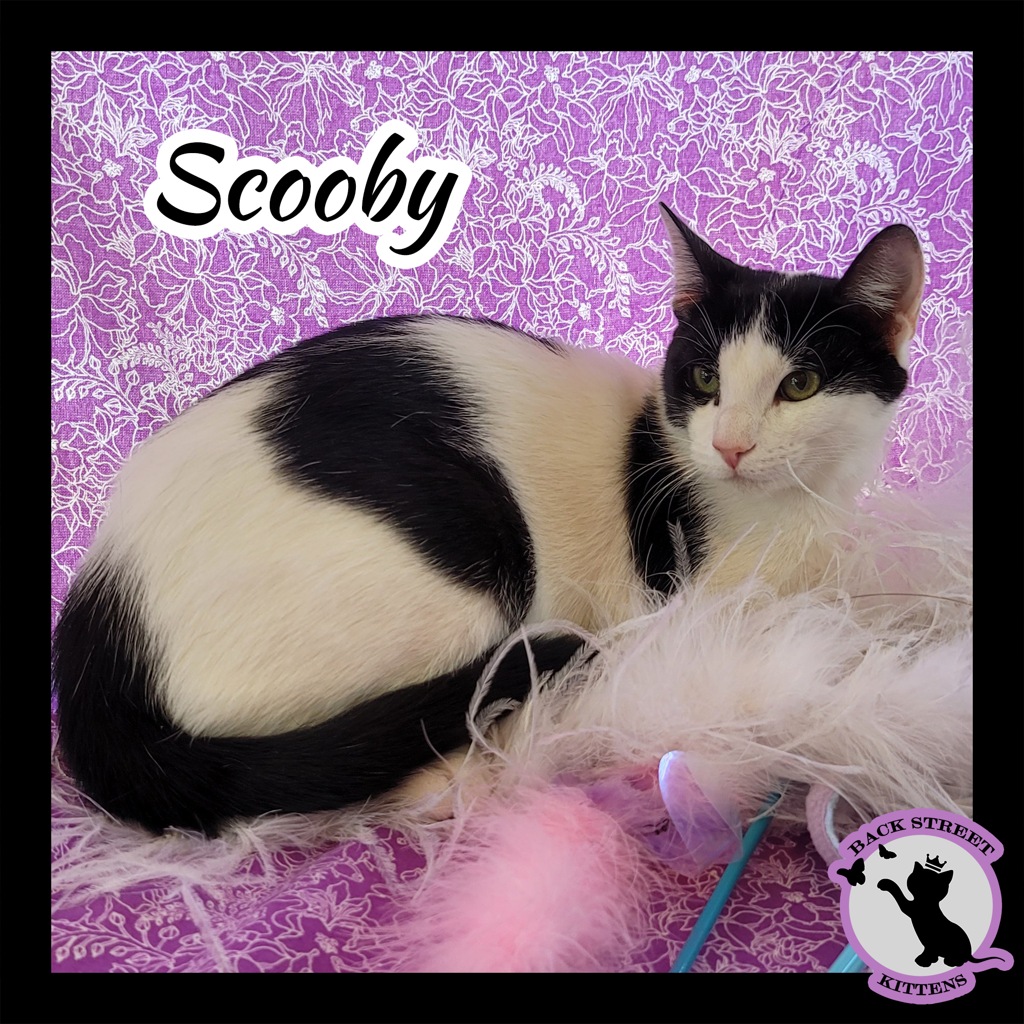 Enlarge Scooby Doo, a Adoptable mixed breed in Dacula, GA image 1/6