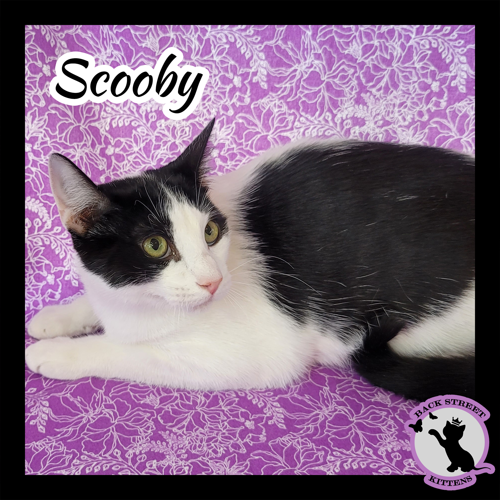 Enlarge Scooby Doo, a Adoptable mixed breed in Dacula, GA image 2/6