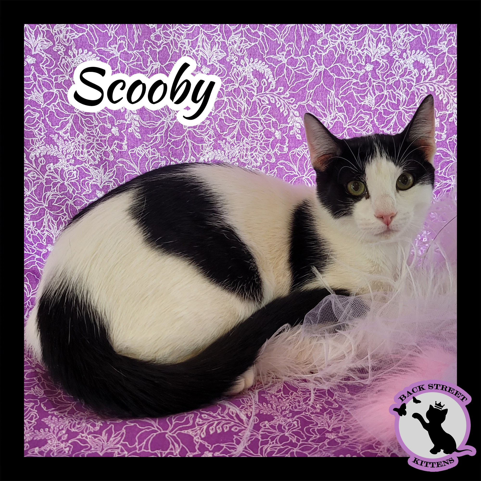 Enlarge Scooby Doo, a Adoptable mixed breed in Dacula, GA image 3/6