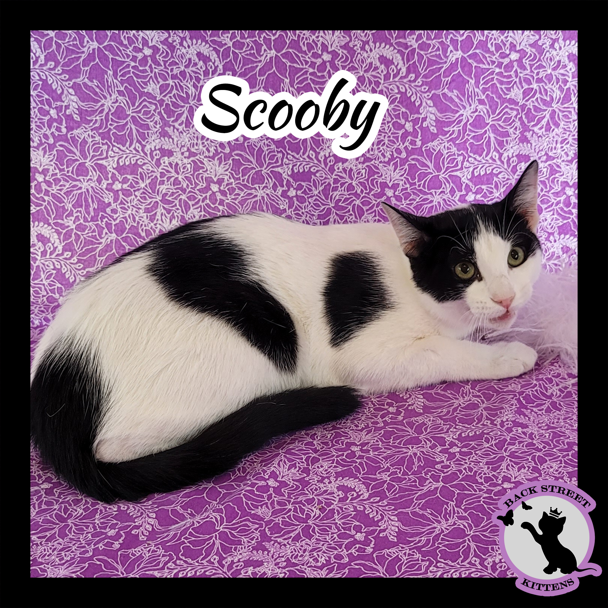 Enlarge Scooby Doo, a Adoptable mixed breed in Dacula, GA image 4/6