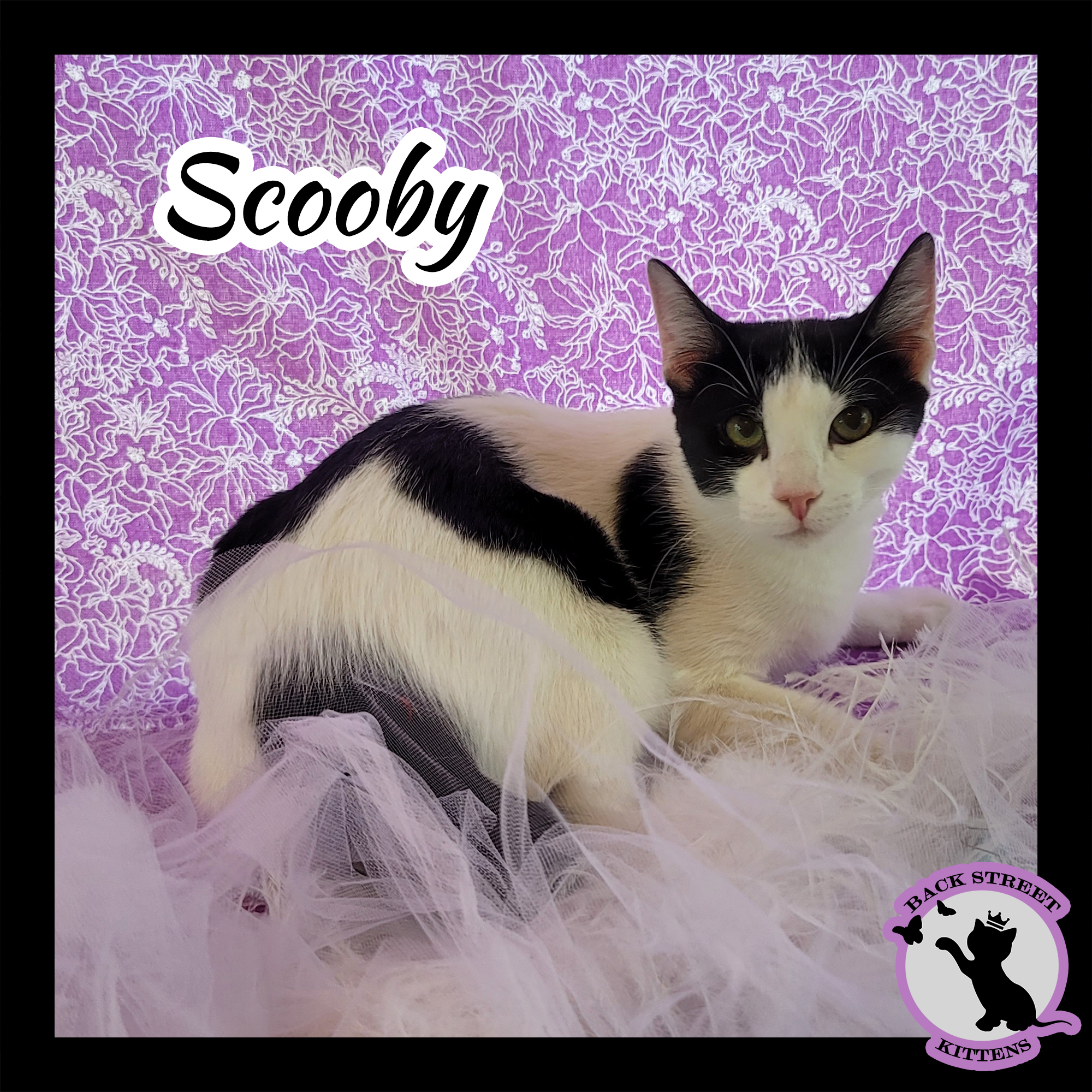 Enlarge Scooby Doo, a Adoptable mixed breed in Dacula, GA image 5/6