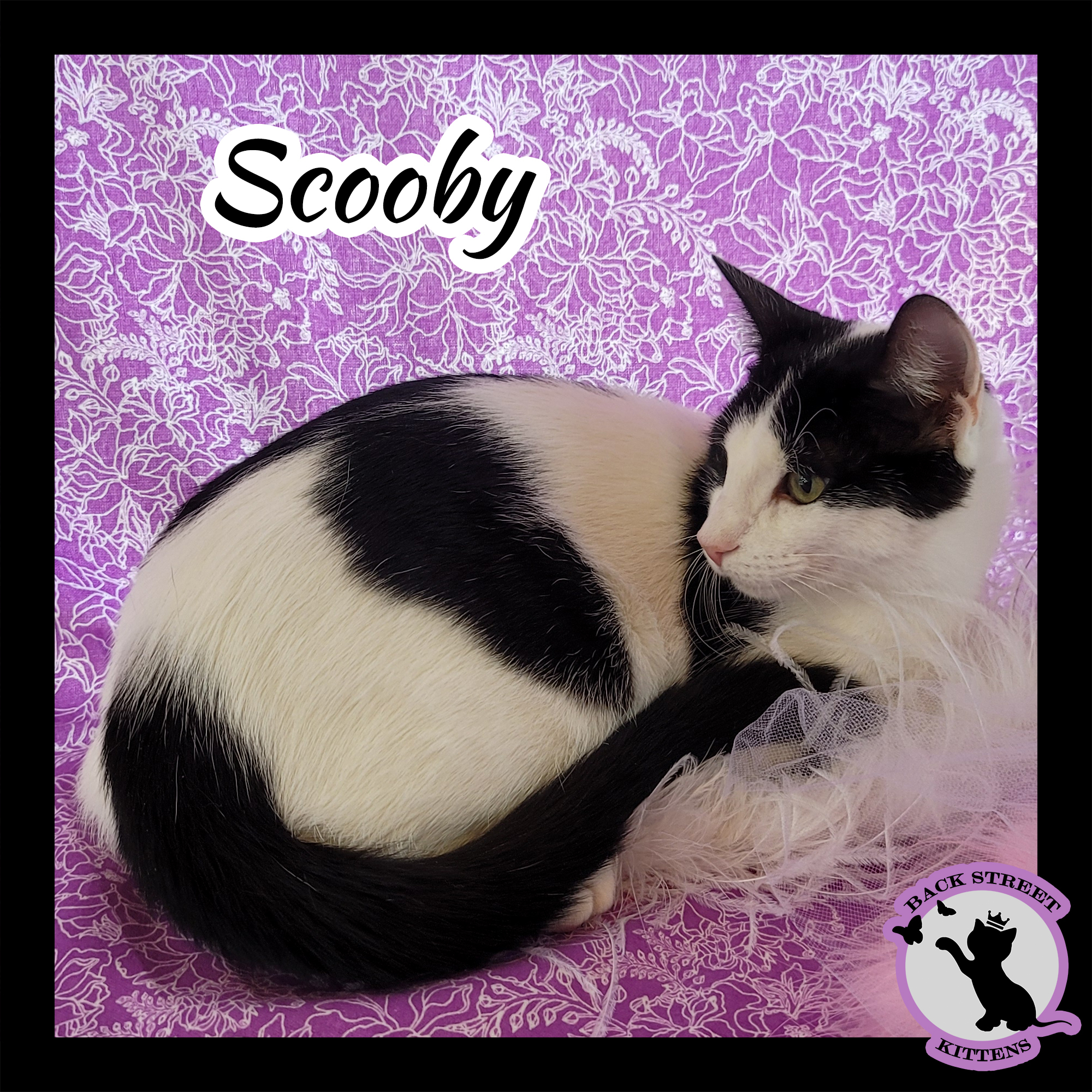 Enlarge Scooby Doo, a Adoptable mixed breed in Dacula, GA image 6/6