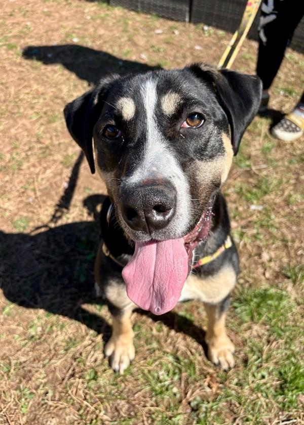 Enlarge King, a Adoptable mixed breed in Skillman, NJ image 1/1