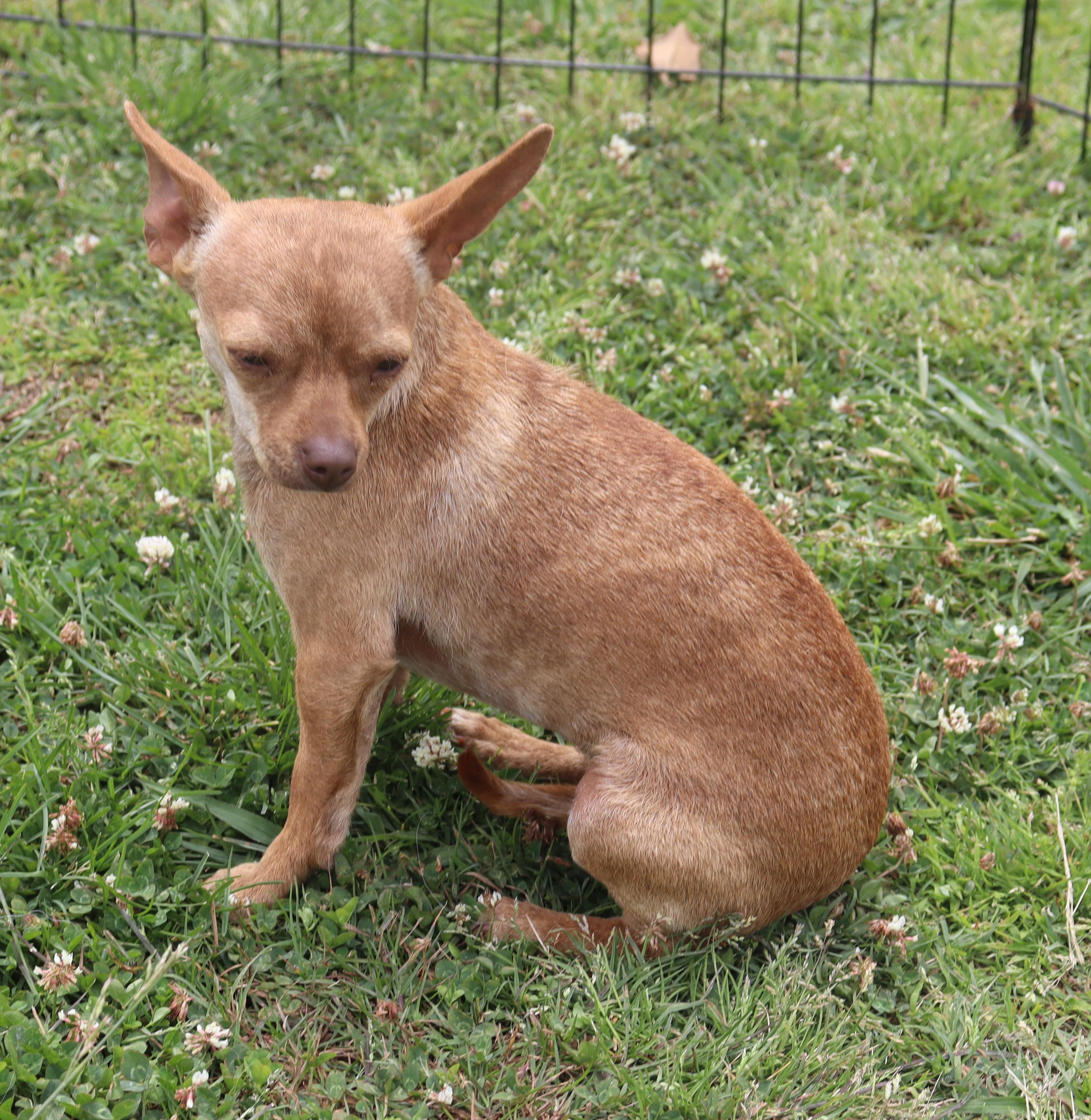 Enlarge Betty Mae, a Adoptable Chihuahua in Brentwood , NH image 1/6
