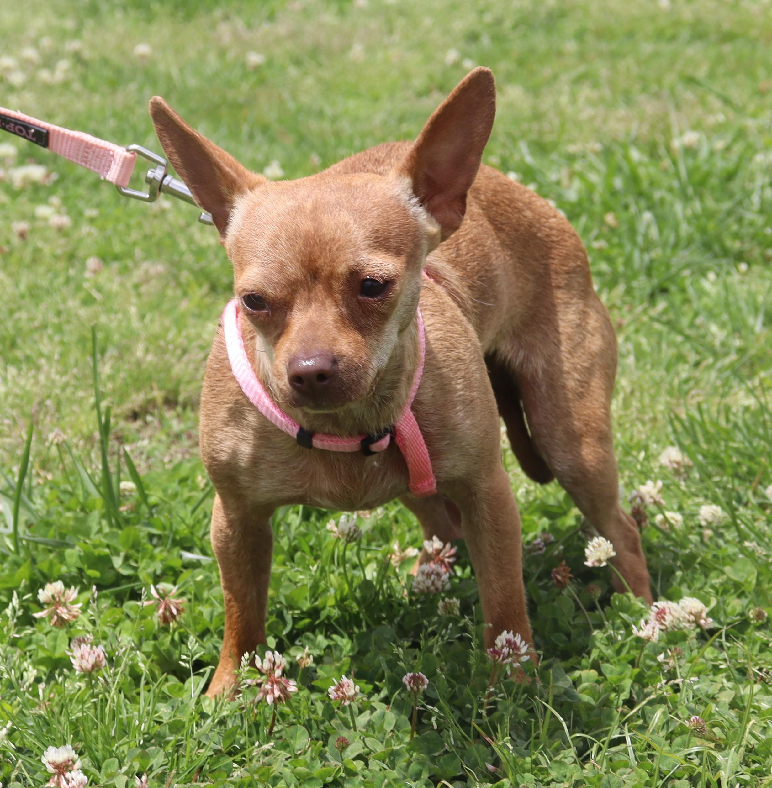 Enlarge Betty Mae, a Adoptable Chihuahua in Brentwood , NH image 5/6