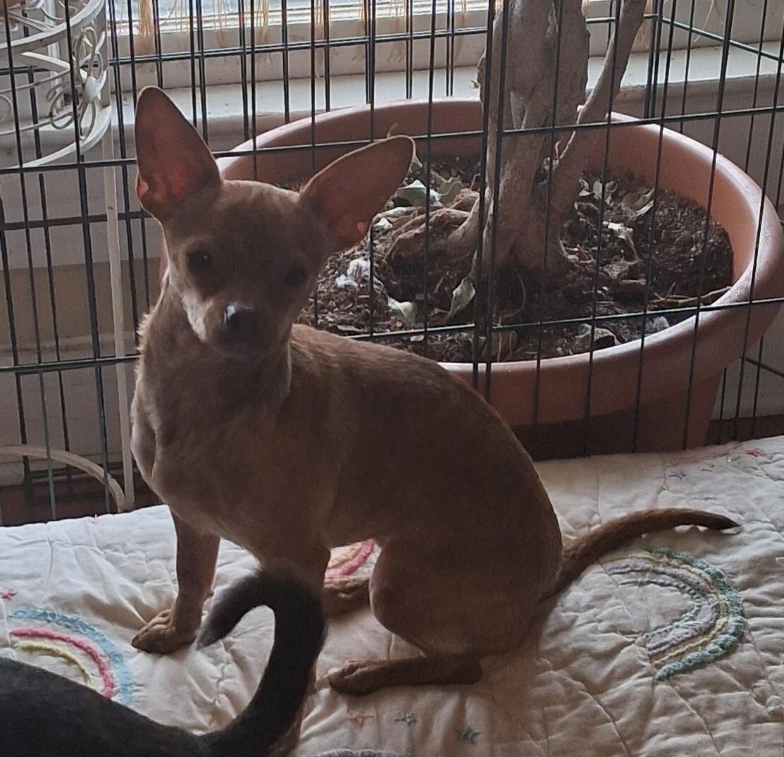 Enlarge Betty Mae, a Adoptable Chihuahua in Brentwood , NH image 3/6