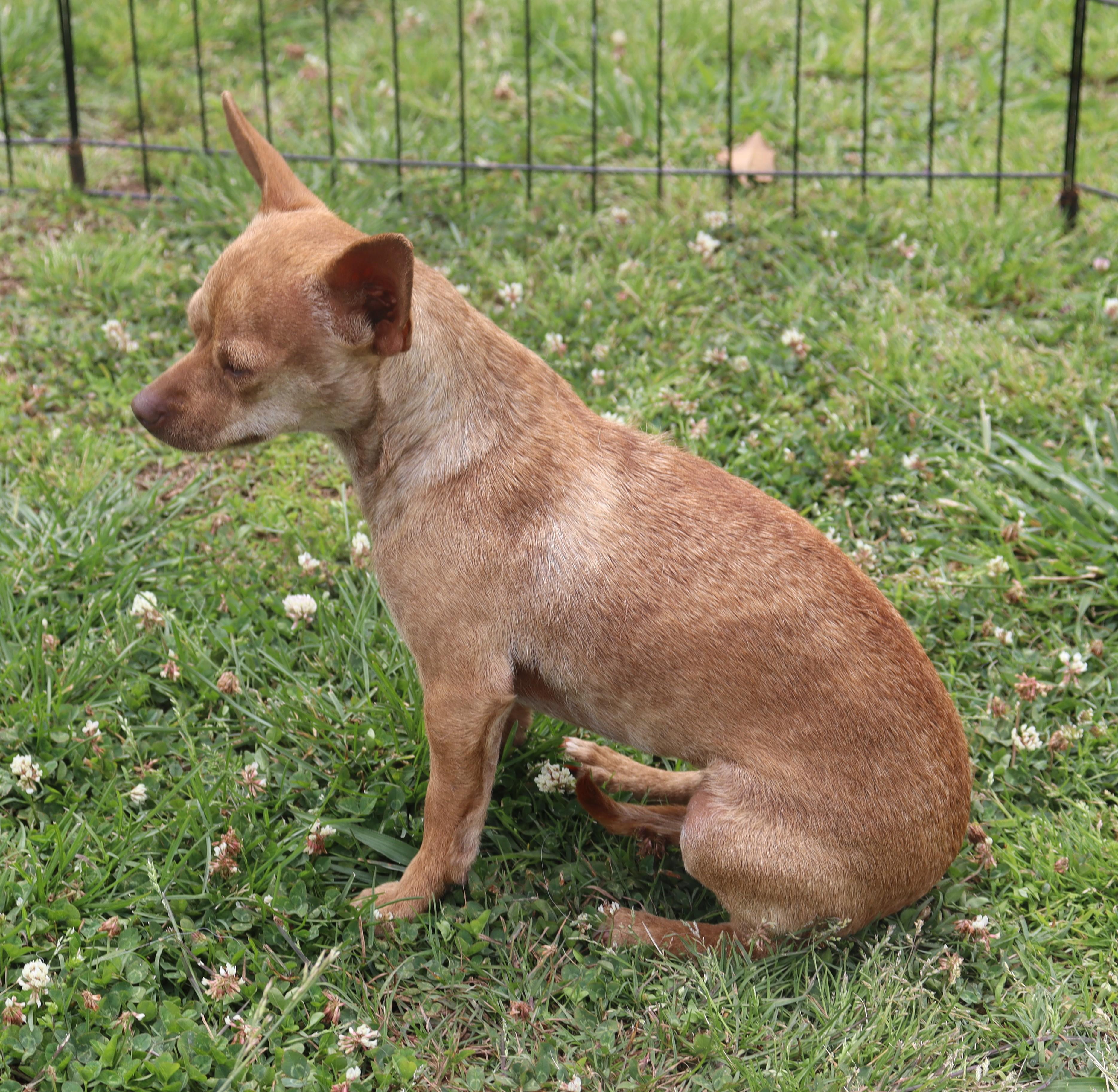 Enlarge Betty Mae, a Adoptable Chihuahua in Brentwood , NH image 2/6