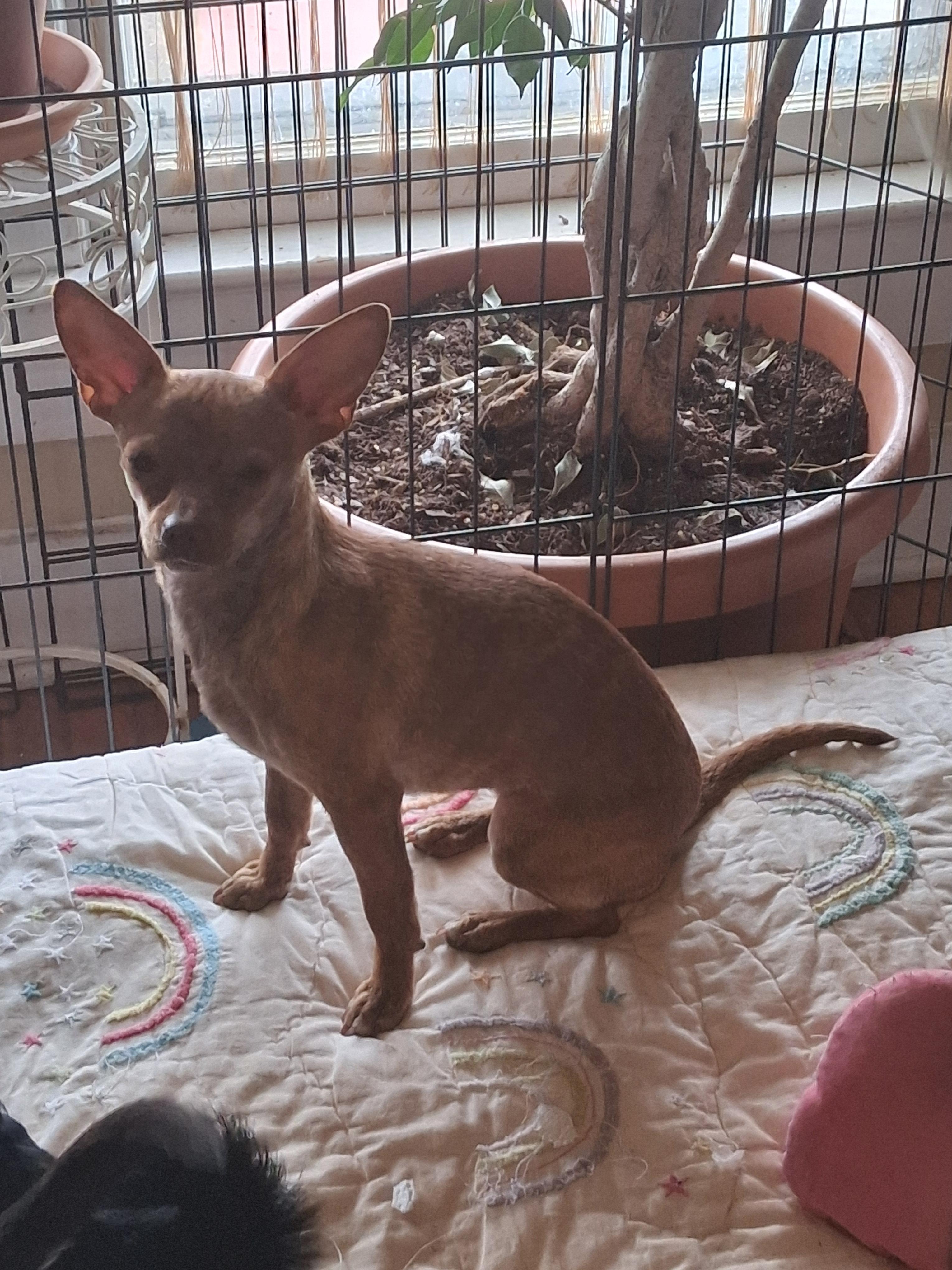 Enlarge Betty Mae, a Adoptable Chihuahua in Brentwood , NH image 4/6