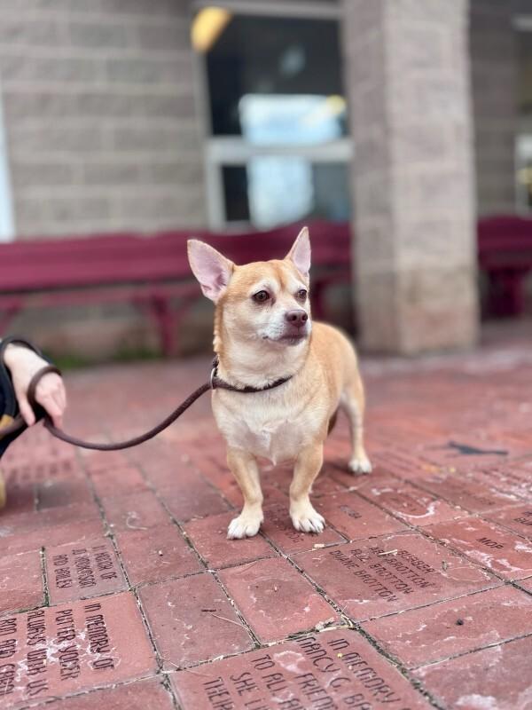 Enlarge Papi, a Adoptable mixed breed in Wooster, OH image 1/3