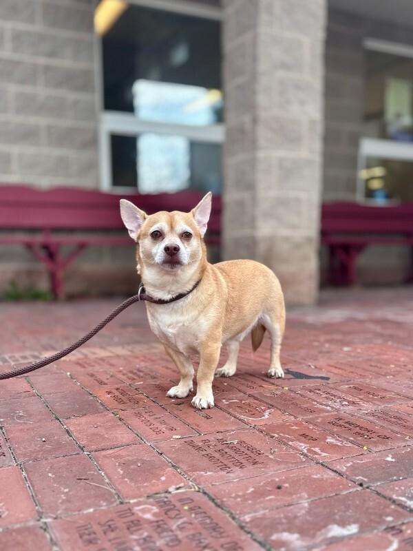 Enlarge Papi, a Adoptable mixed breed in Wooster, OH image 2/3