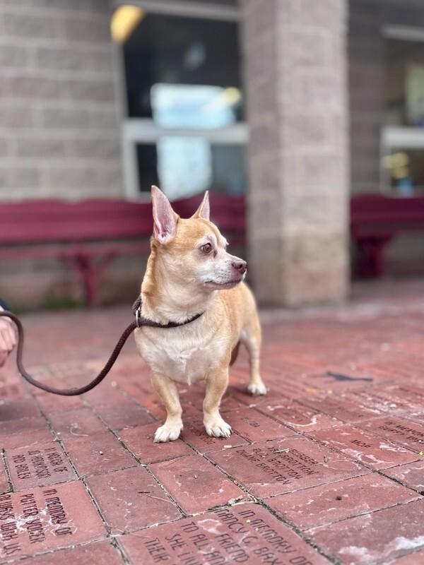 Enlarge Papi, a Adoptable mixed breed in Wooster, OH image 3/3