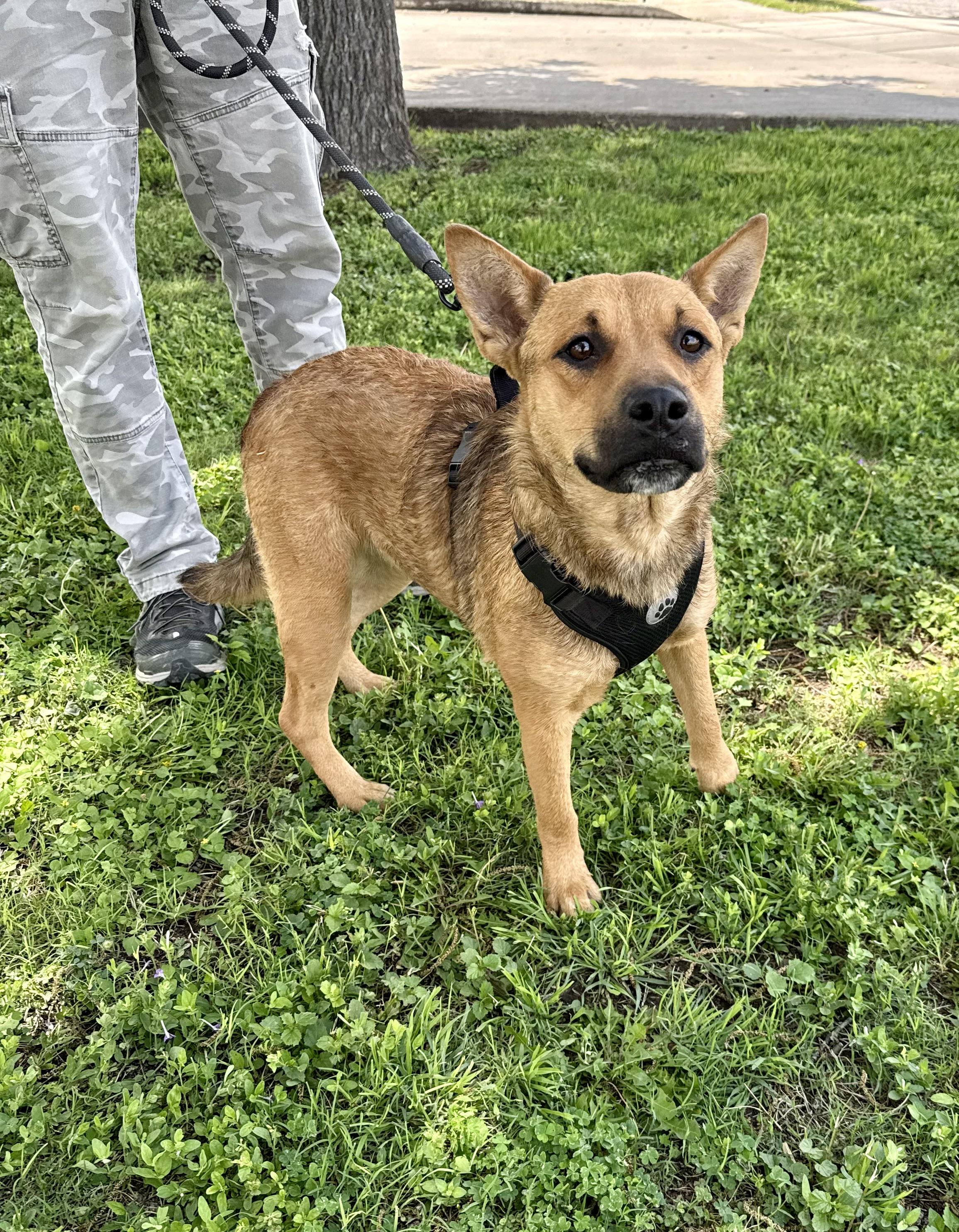 Lola, Adoptable, Adult Female Carolina Dog & Australian Cattle Dog / Blue Heeler.