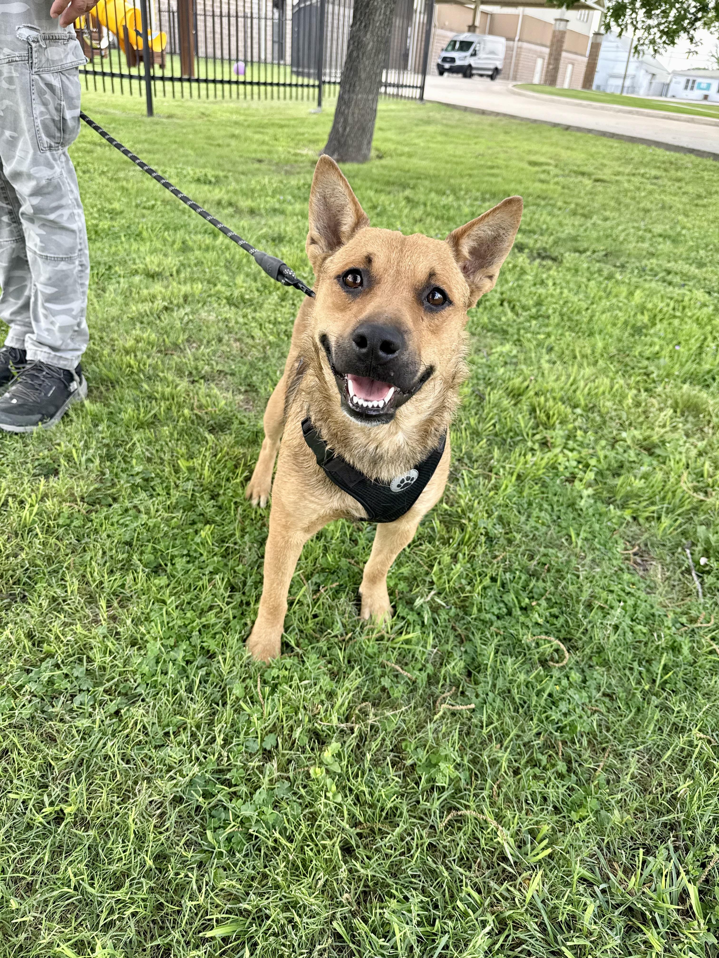 Lola, a Adoptable mixed breed in Uvalde, TX image 1/6