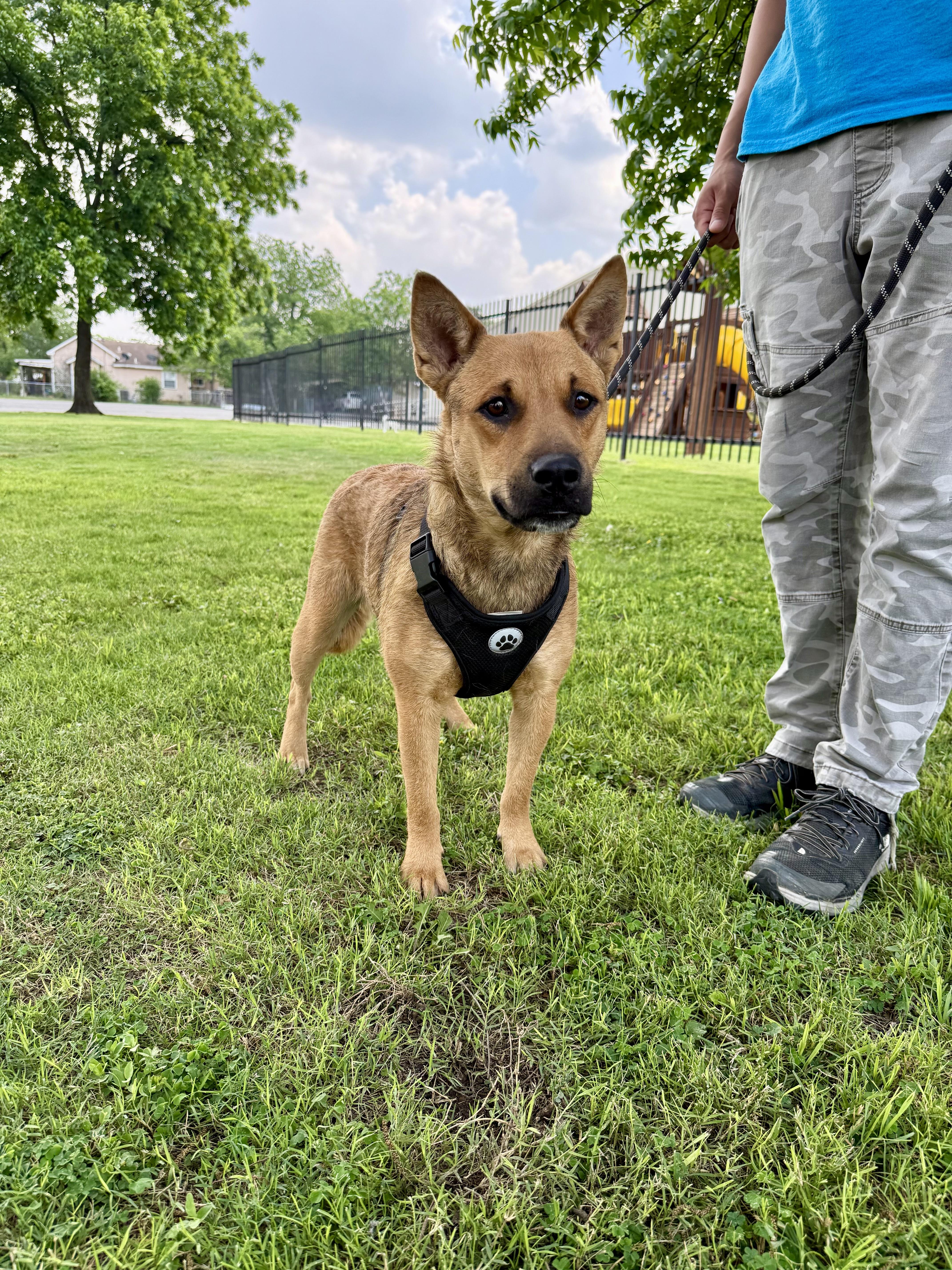 Lola, a Adoptable mixed breed in Uvalde, TX image 5/6