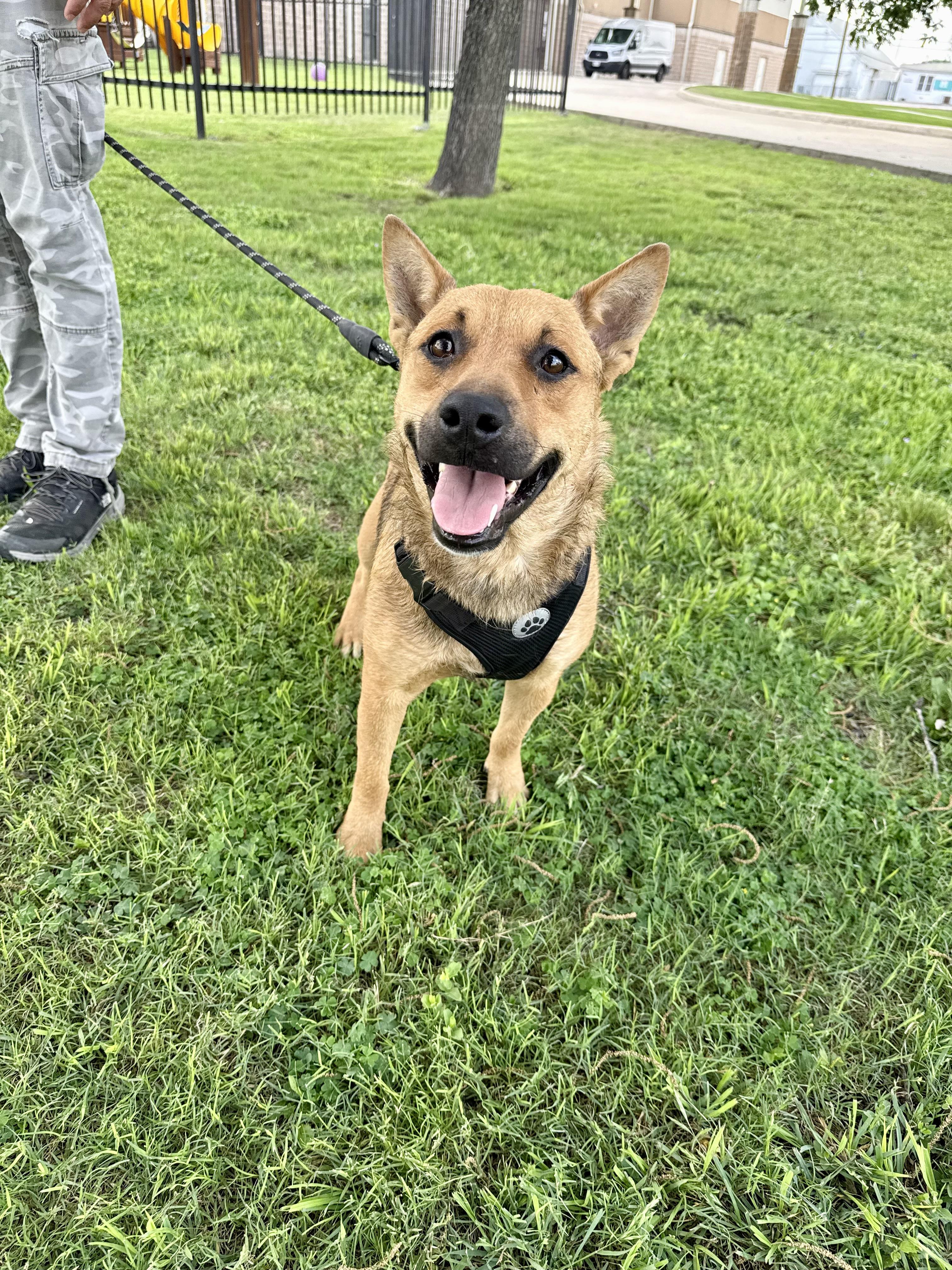 Lola, a Adoptable mixed breed in Uvalde, TX image 6/6