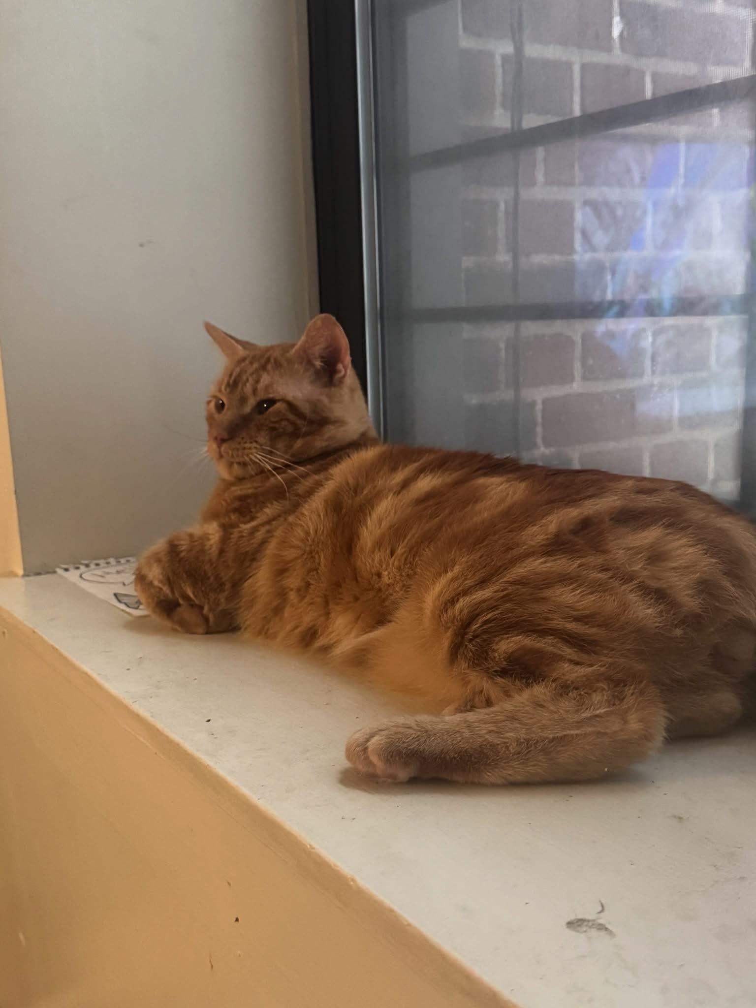 Enlarge Raven, a ADOPTABLE Domestic Short Hair in South Ozone Park, NY image 2/4