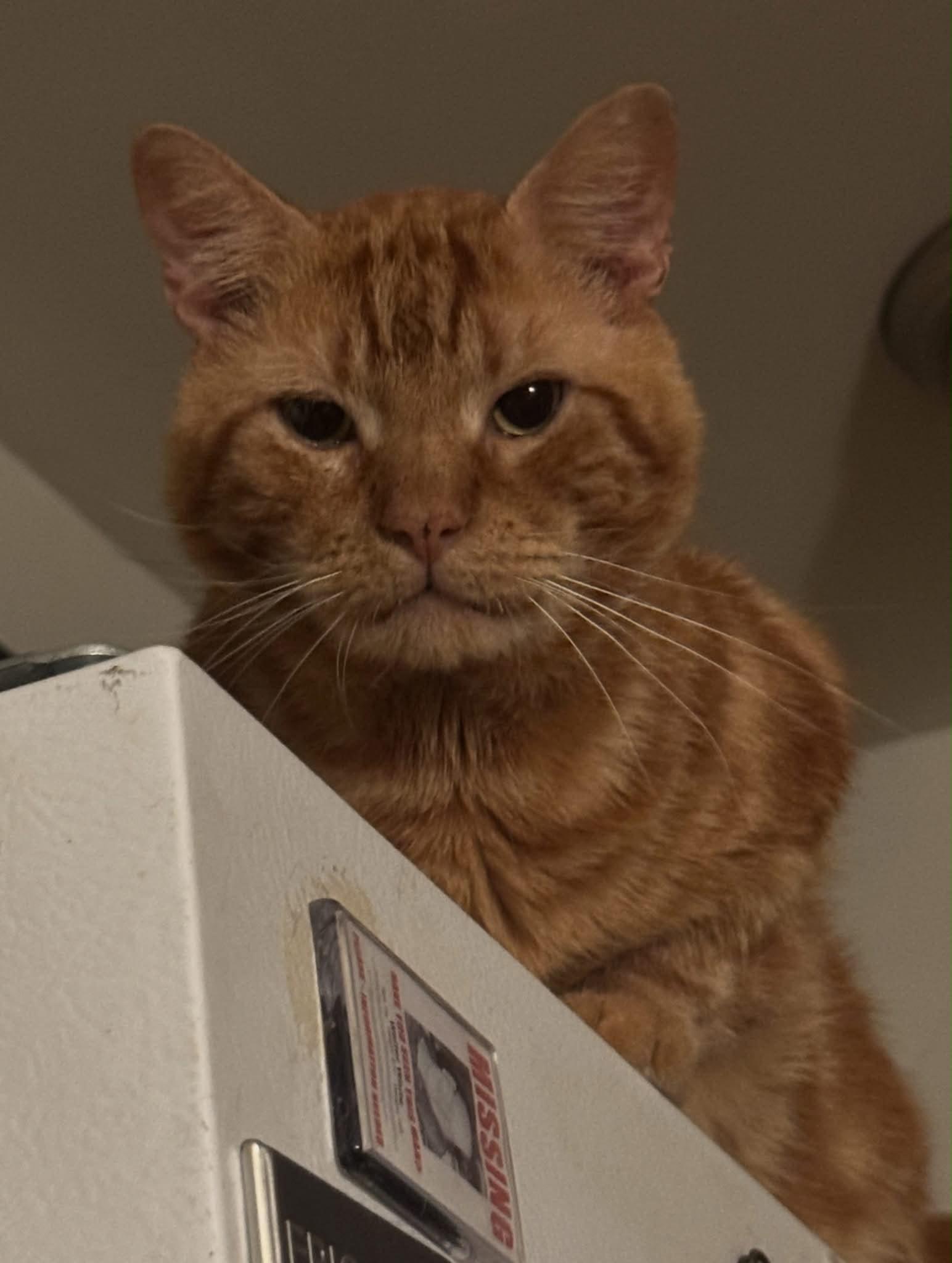 Raven, ADOPTABLE, Adult Male Domestic Short Hair.