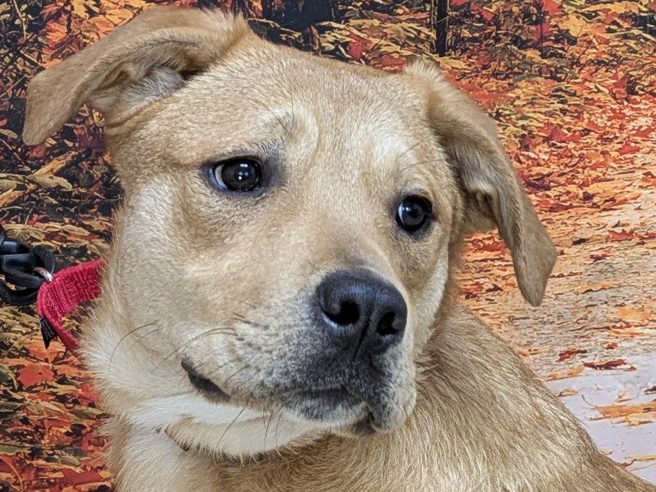 Freya, Adoptable, Young Female Mastiff & Bernese Mountain Dog.