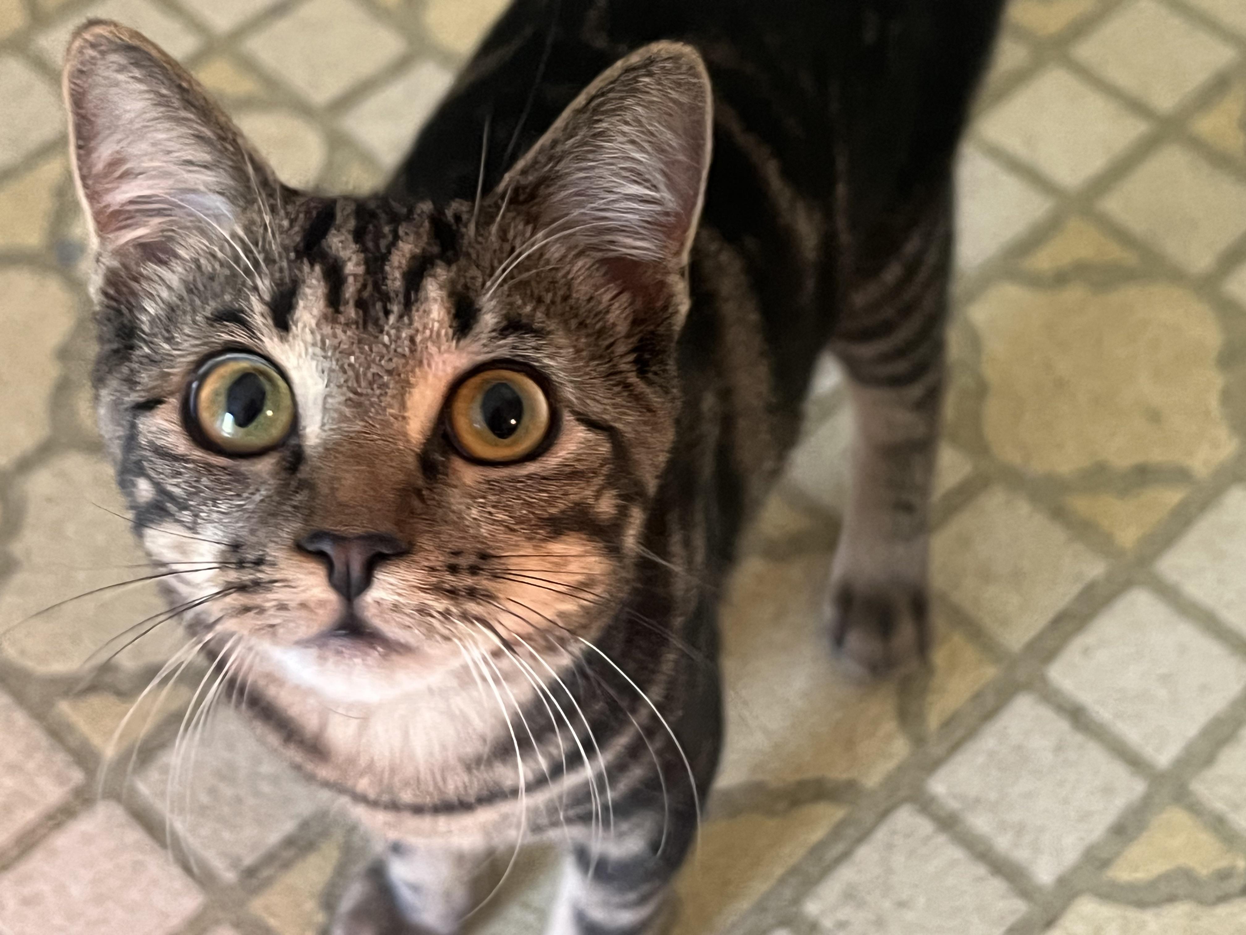 Sammy (playful and friendly), ADOPTABLE, Kitten Male Tabby & Tiger.