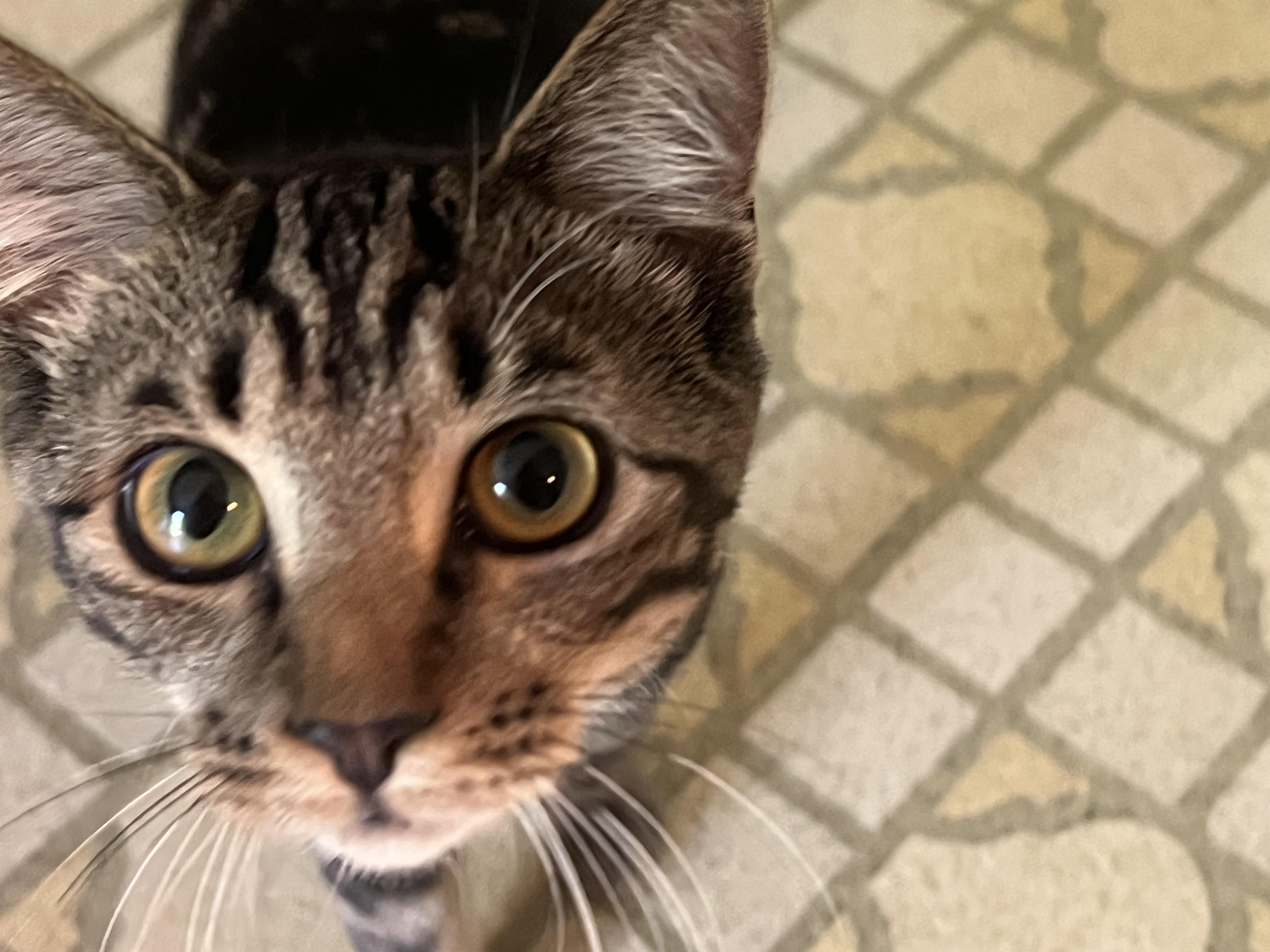 Sammy (playful and friendly), a ADOPTABLE mixed breed in Thomaston, CT image 2/3