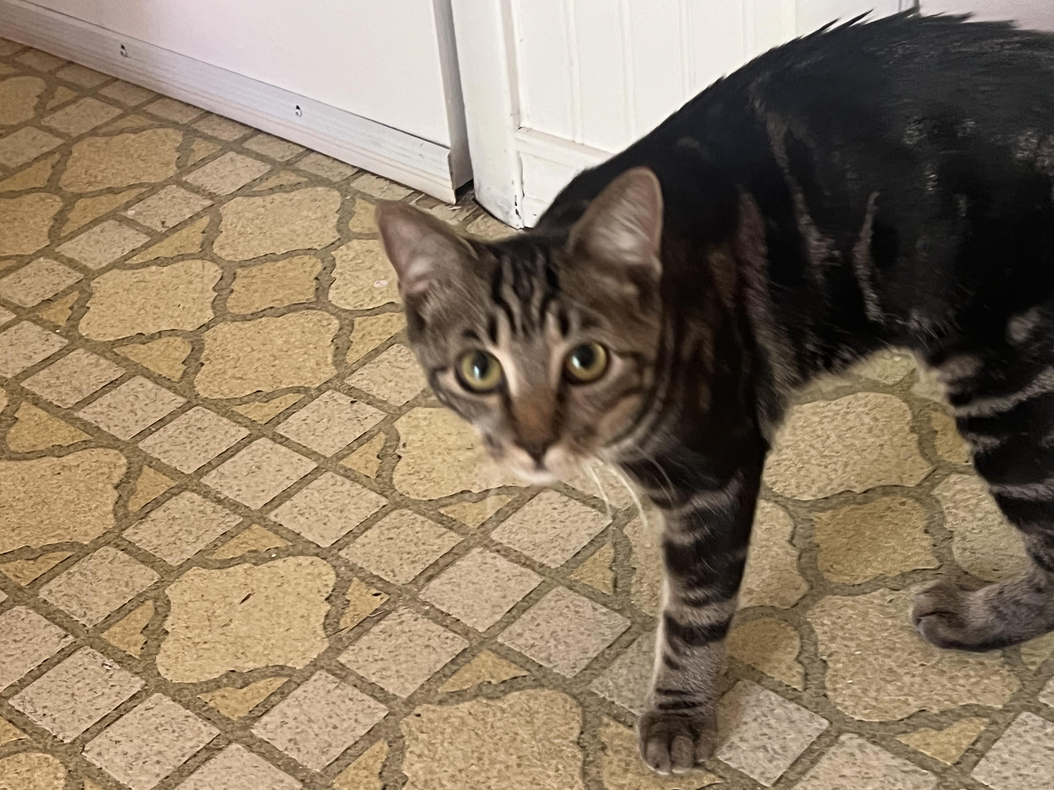 Sammy (playful and friendly), a ADOPTABLE mixed breed in Thomaston, CT image 3/3
