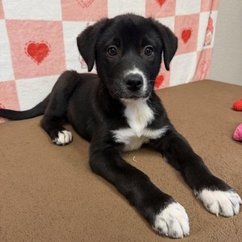 Georgina, Adoptable, Puppy Female Border Collie.