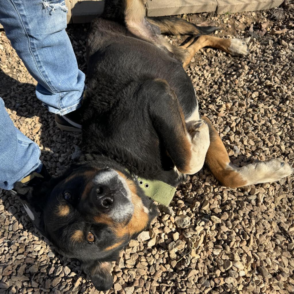 Enlarge Rebel, a Adoptable mixed breed in Pineville, MO image 4/4
