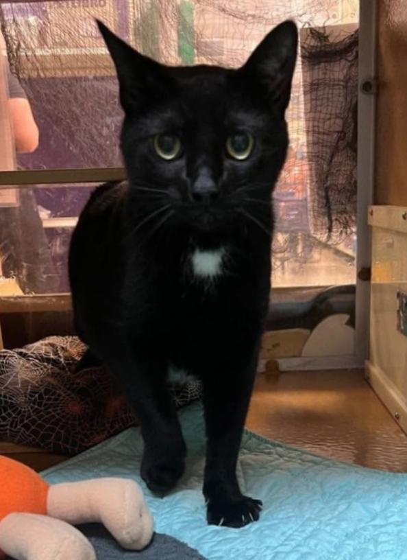 Enlarge Spots, a Adoptable Domestic Short Hair in Midwest City, OK image 1/2