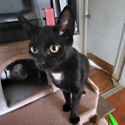 Spots, Adoptable, Young Male Domestic Short Hair.