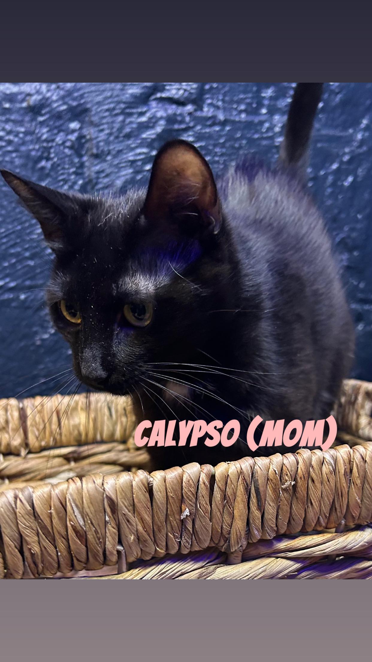 Calypso, Adoptable, Young Female Domestic Short Hair.